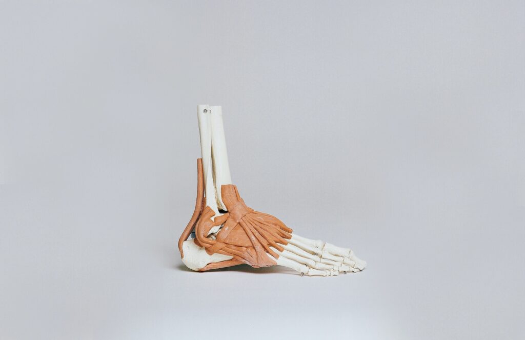 medical, anatomy, anatomical, human physiology, mankind, human body, human anatomy, health images, foot, skeleton, muscle, bone, ankle, human