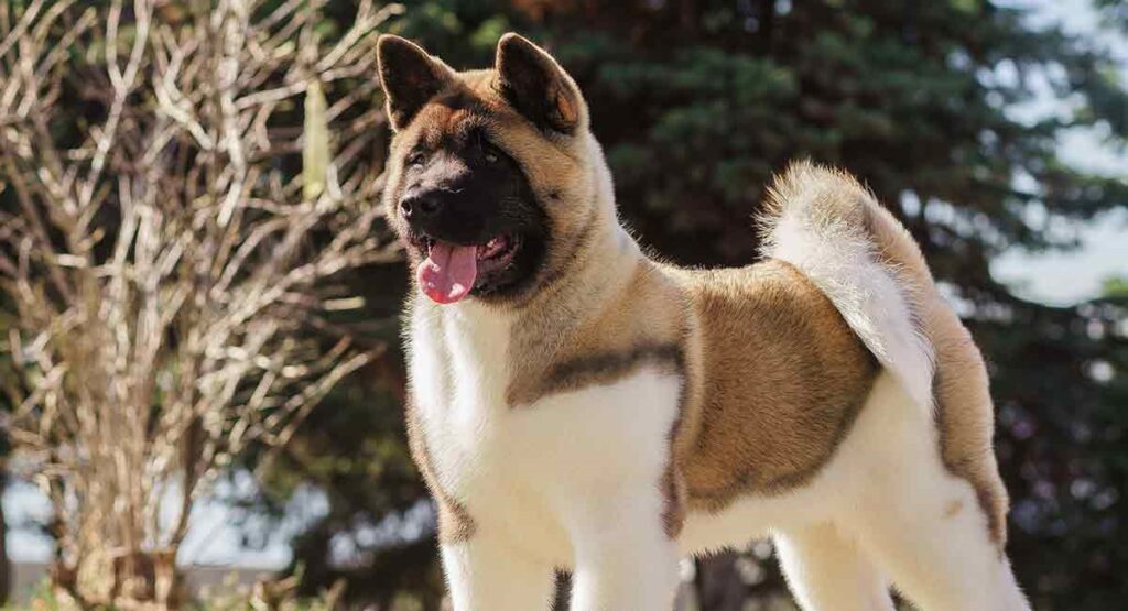 beautiful akita